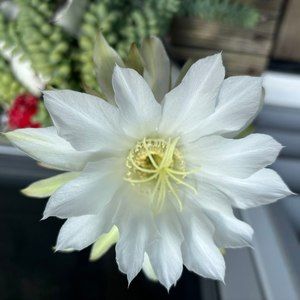 Meet your Posher, Mimi